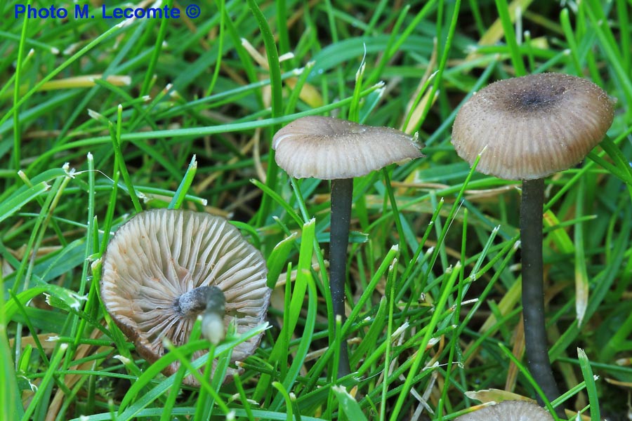 Entoloma incarnatofuscescens