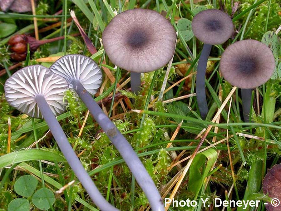 Entoloma incarnatofuscescens