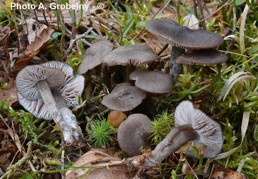 Entoloma jubatum