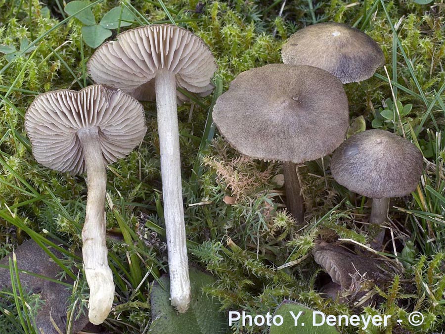 Entoloma jubatum