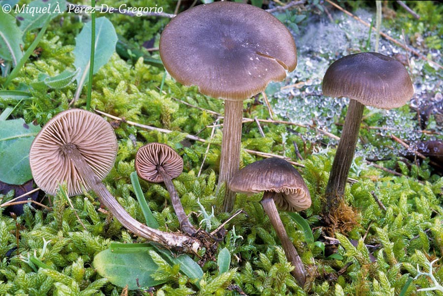 Entoloma juncinum