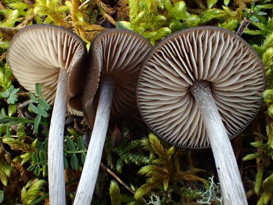 Entoloma kuehnerianum