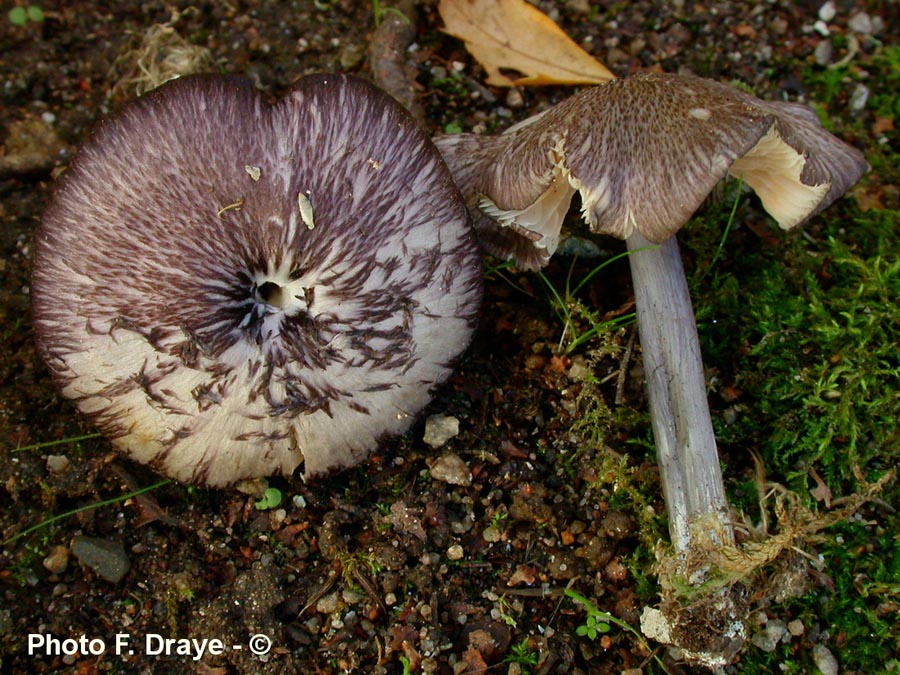 Entoloma lampropus