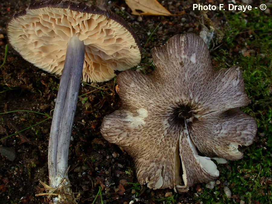 Entoloma lampropus