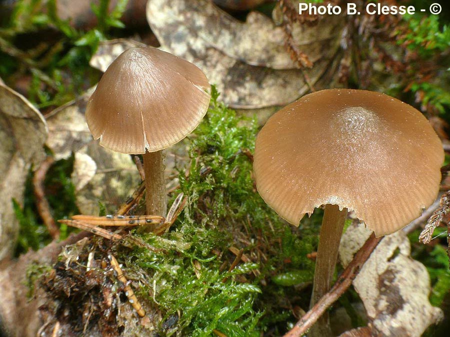 Entoloma lanuginosipes