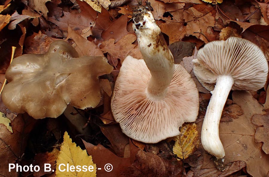 Entoloma lividoalbum