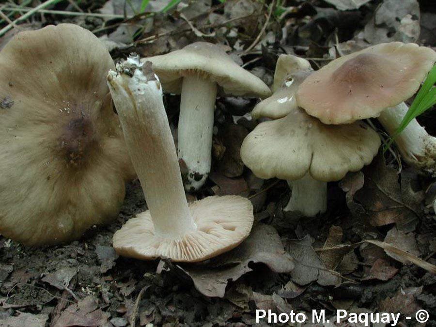 Entoloma lividoalbum