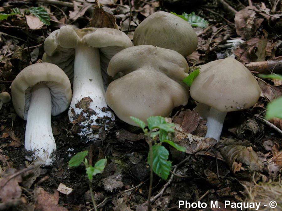 Entoloma lividoalbum