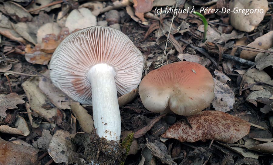 Entoloma lividoalbum