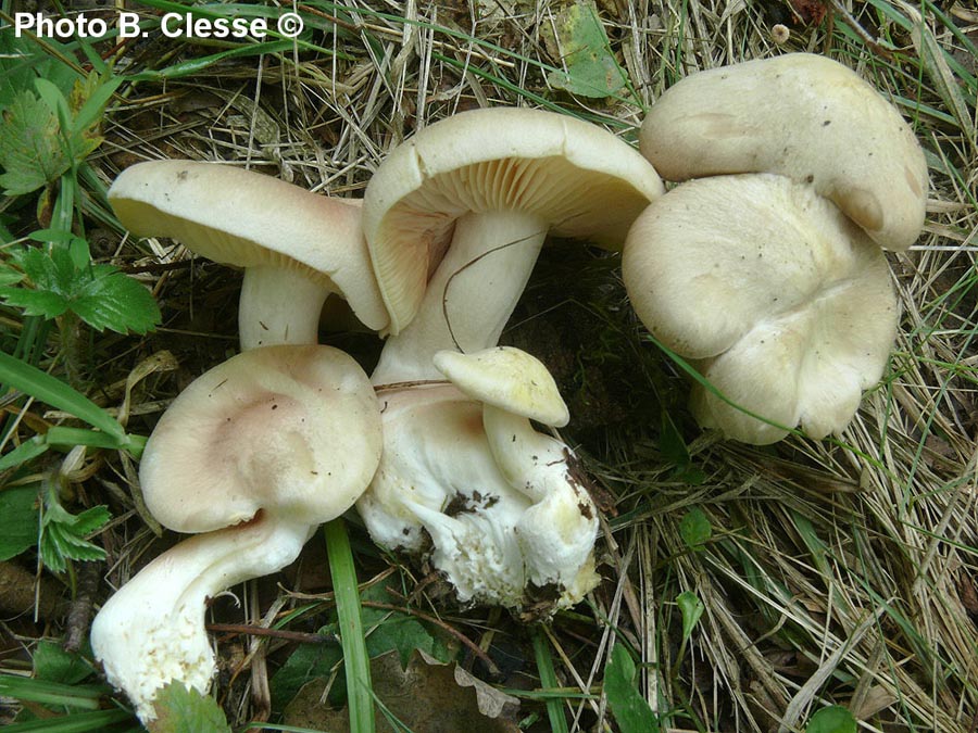 Entoloma lividum