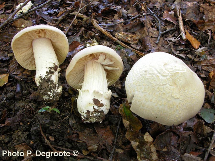 Entoloma lividum