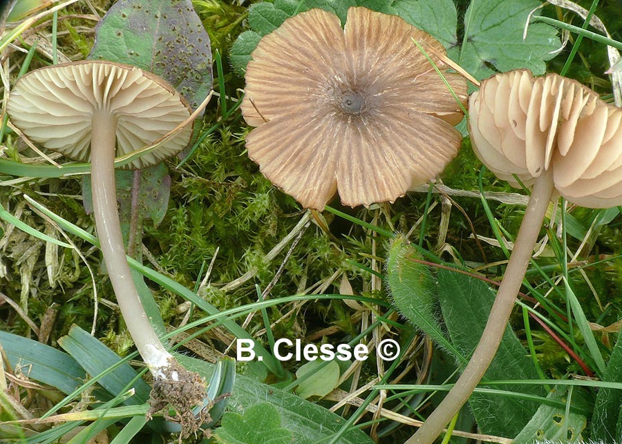 Entoloma longistriatum