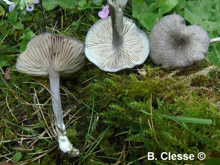 Entoloma mougeotii