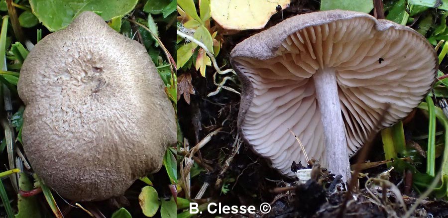 Entoloma mougeotii