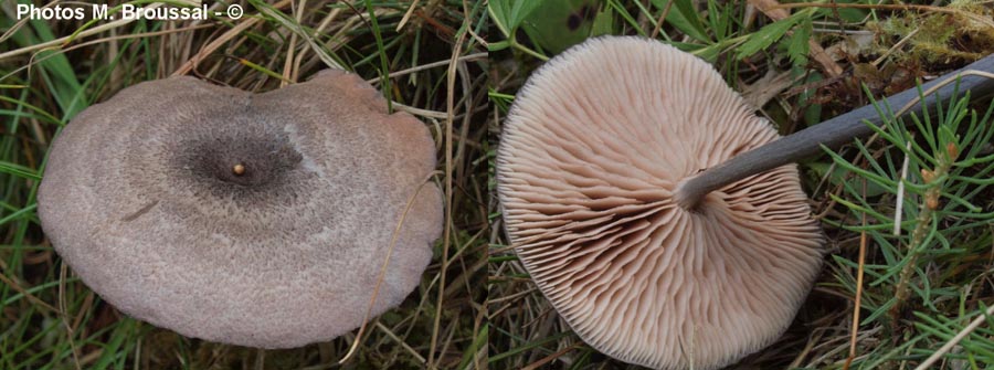 Entoloma mougeotii