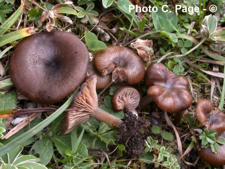 Entoloma nausiosme