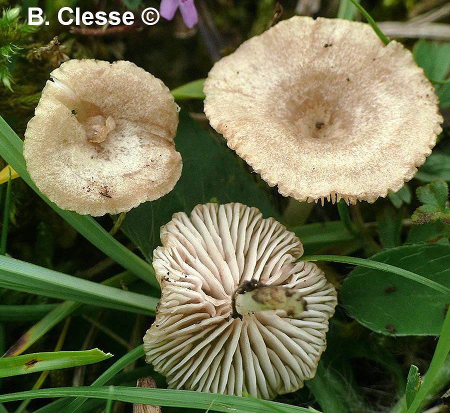 Entoloma neglectum