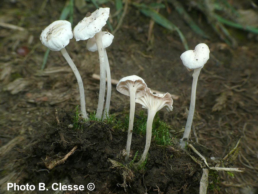 Entoloma neglectum