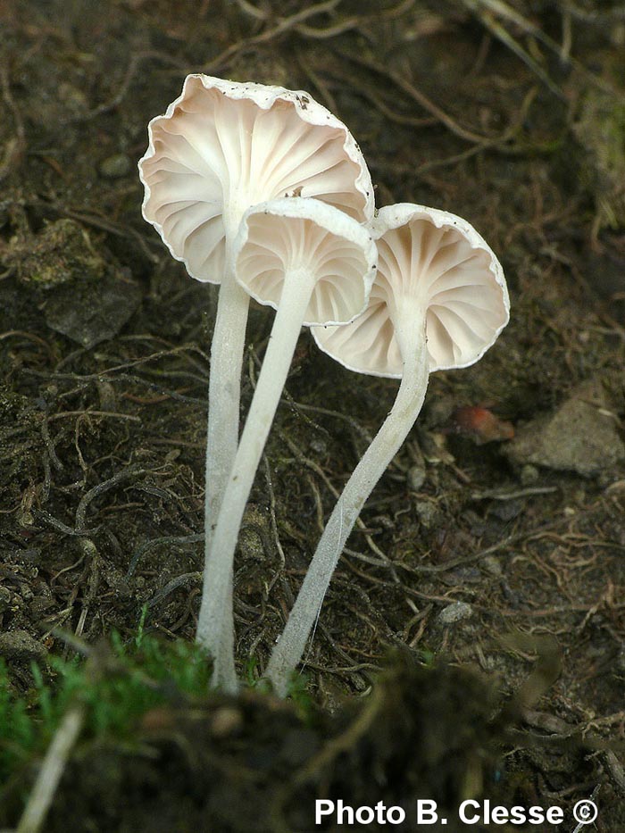 Entoloma neglectum