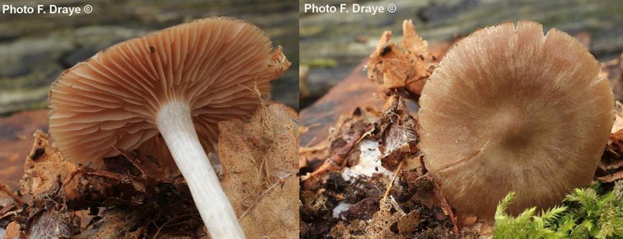 Entoloma nidorosum