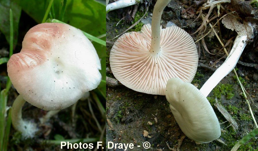 Entoloma nidorosum