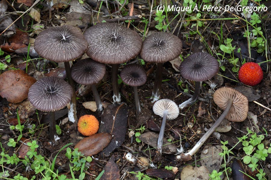 Entoloma nigroviolaceum