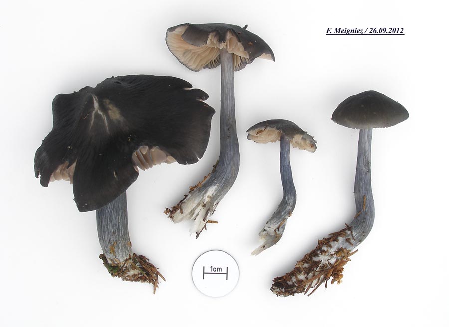 Entoloma nitidum