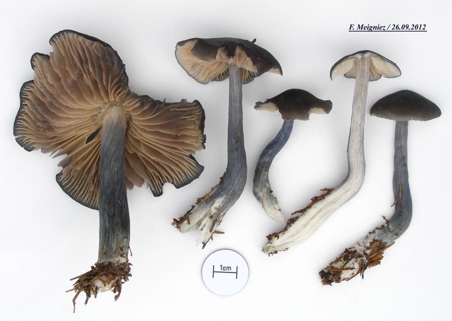 Entoloma nitidum