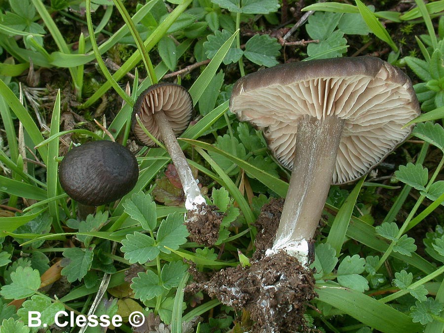 Entoloma ortonii