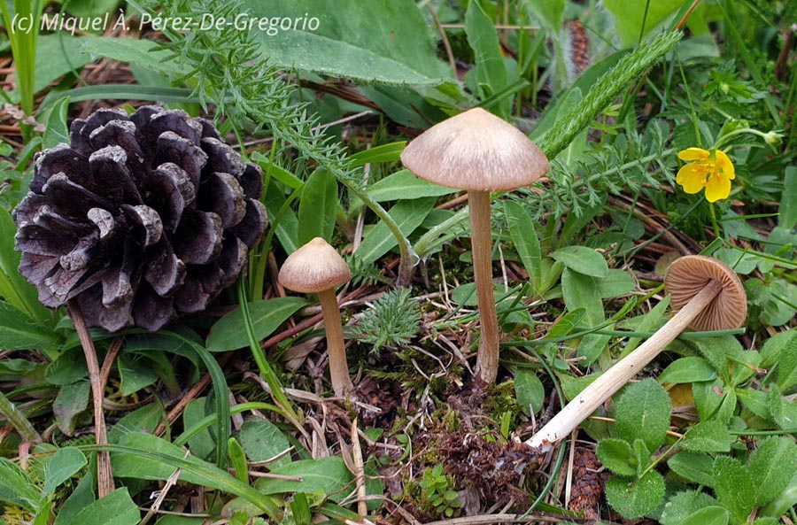 Entoloma pallescens