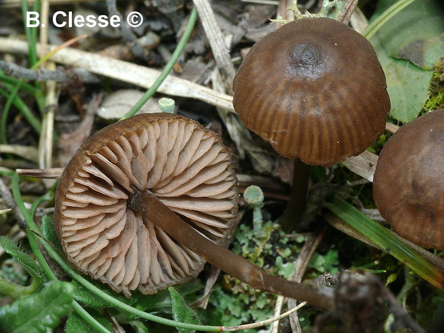 Entoloma papillatum