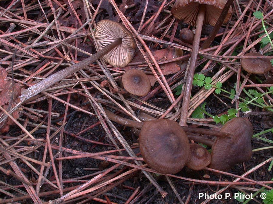 Entoloma papillatum