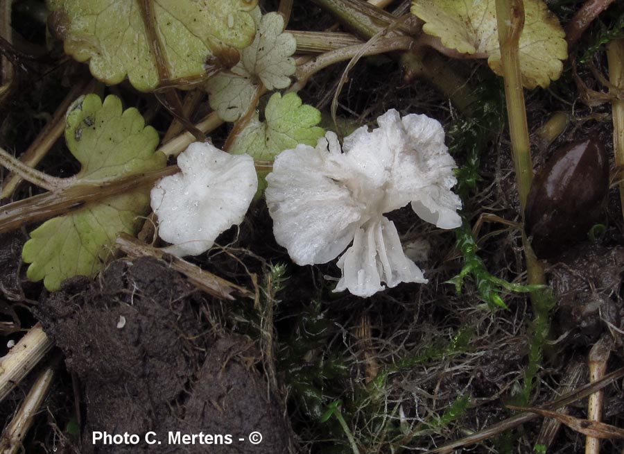 Entoloma percandidum (C. Mertens)