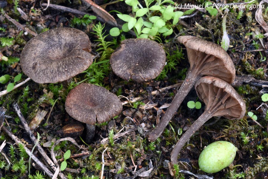 Entoloma phaeocyathum