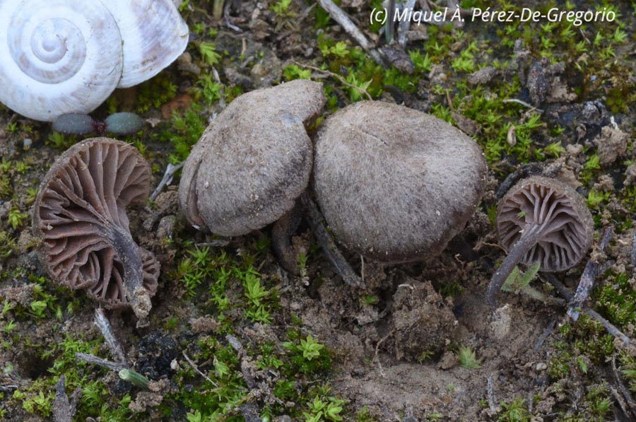 Entoloma phaeocyathum