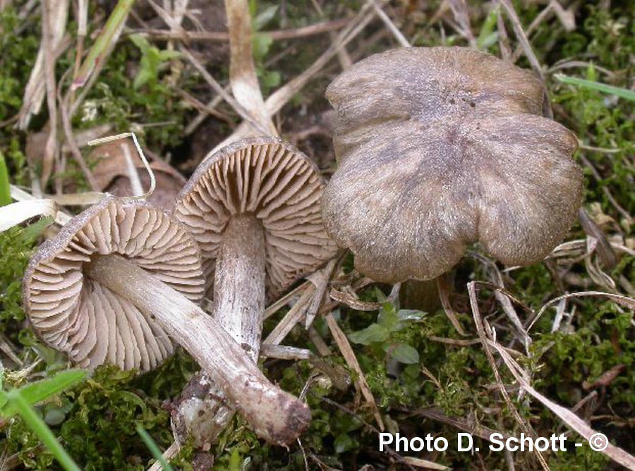 Entoloma plebejum