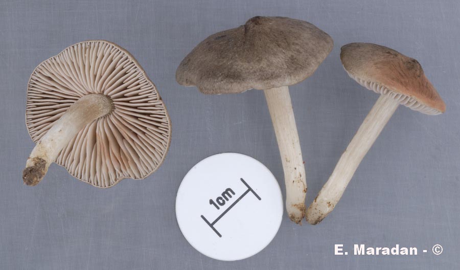 Entoloma plebejum