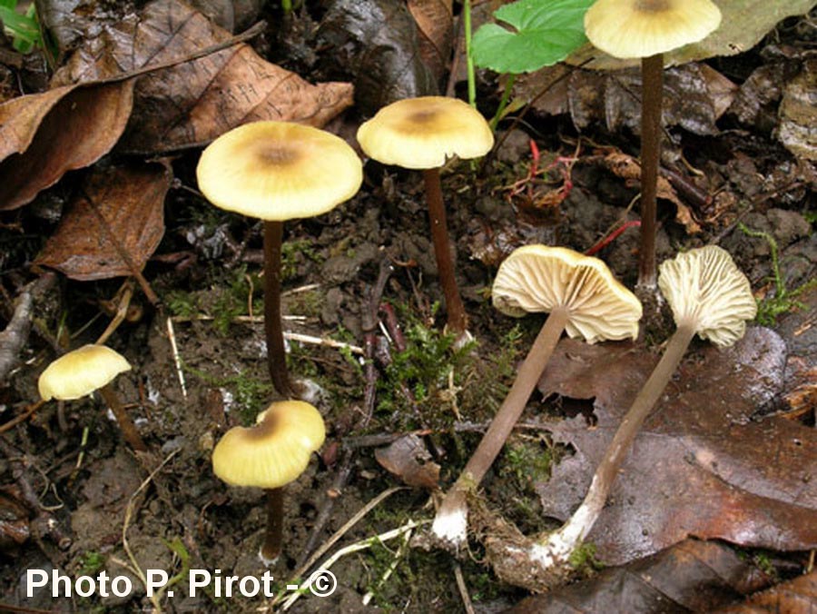 Entoloma pleopodium