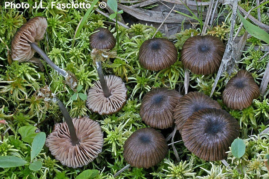 Entoloma poliopus (J-L. Fasciotto)