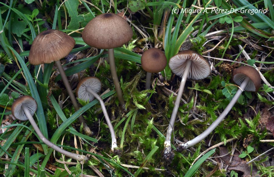 Entoloma poliopus