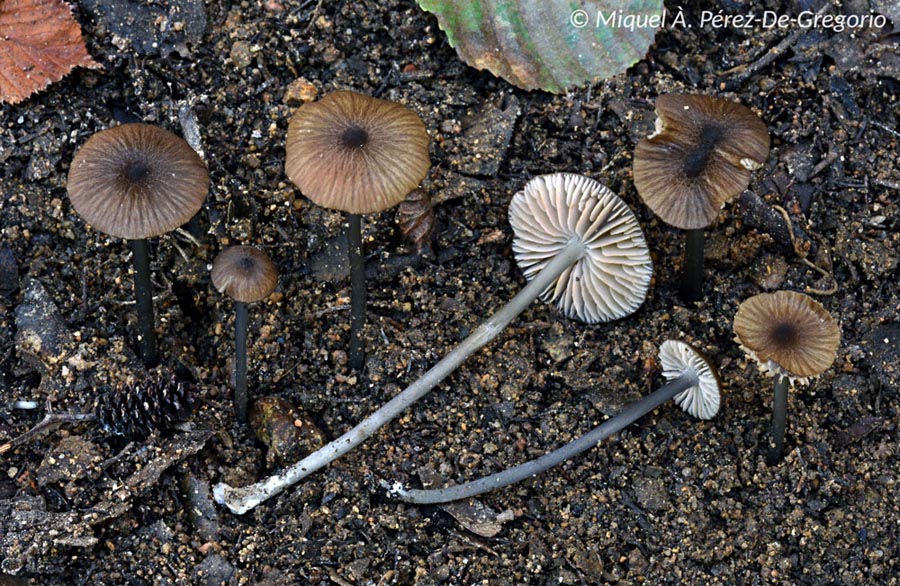 Entoloma poliopus