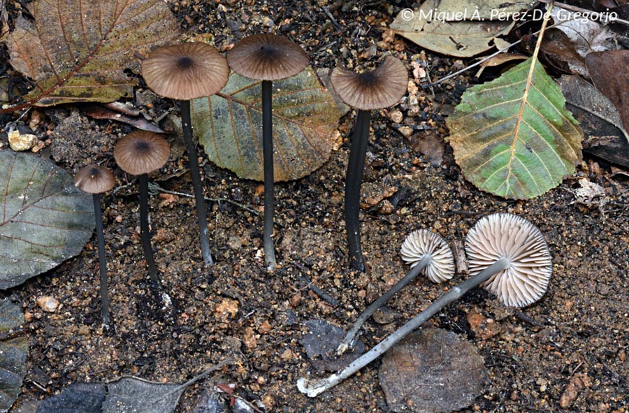 Entoloma poliopus