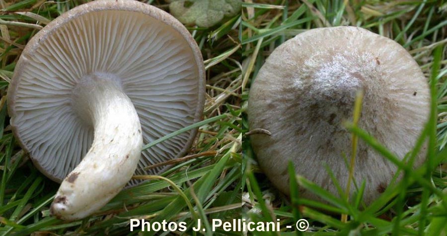 Entoloma prunuloides