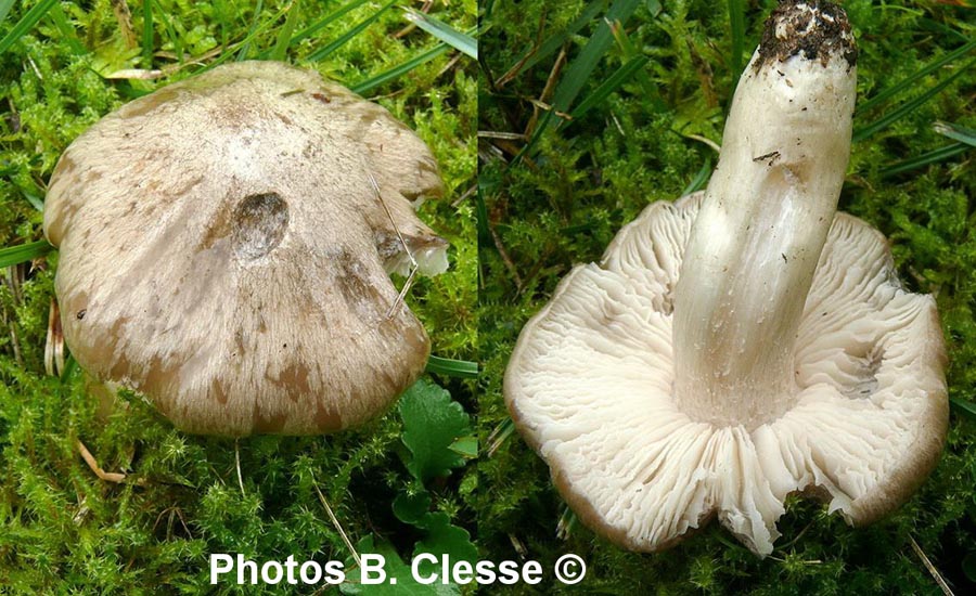 Entoloma prunuloides