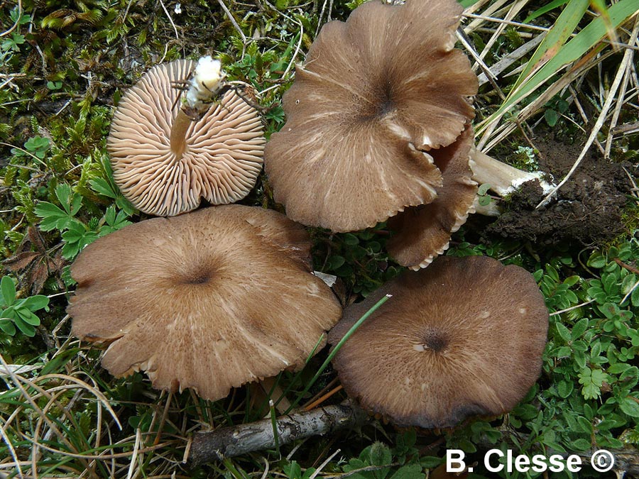 Entoloma pseudoturci