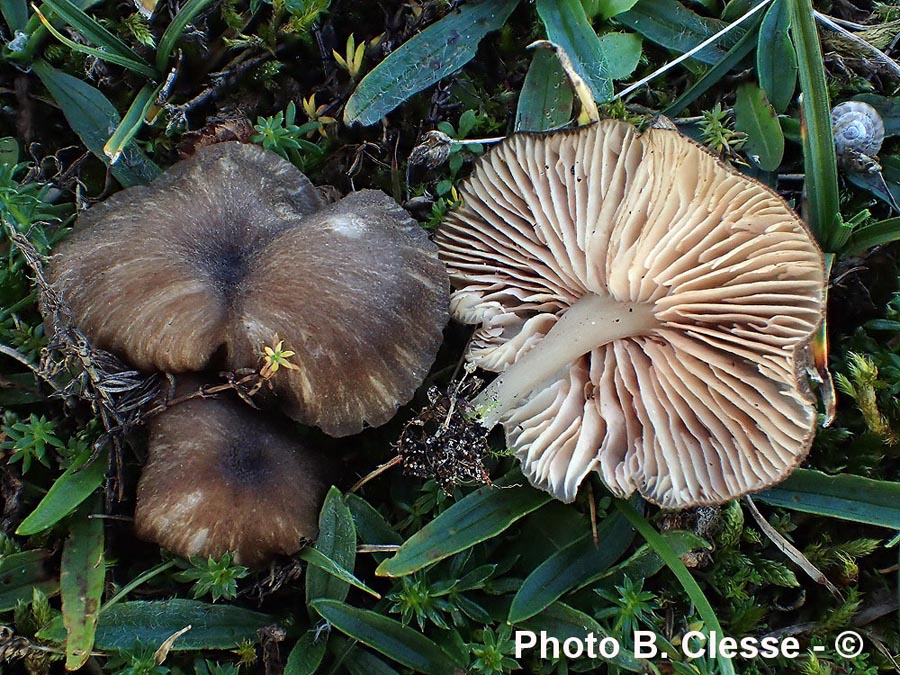 Entoloma pseudoturci