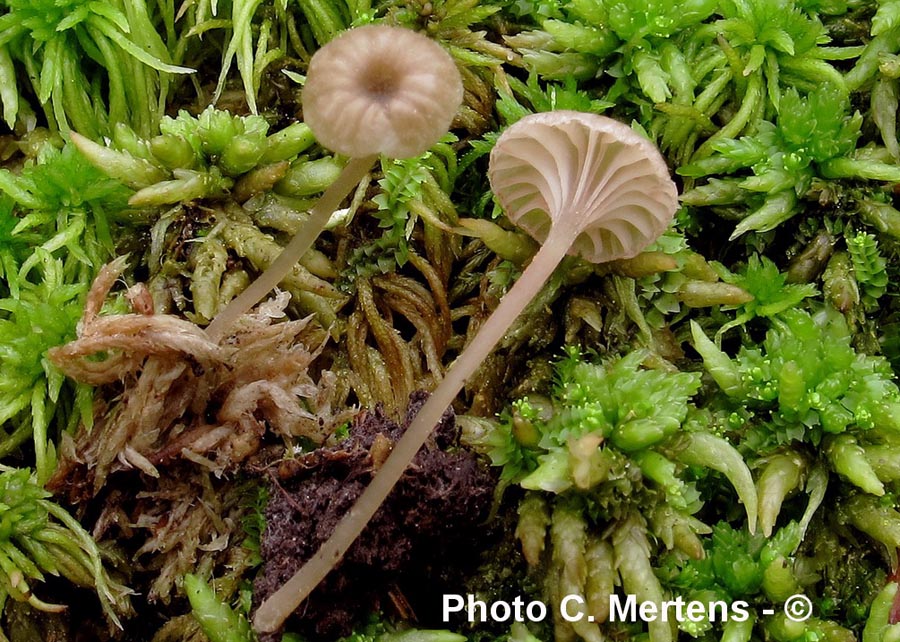 Entoloma rhodocylix