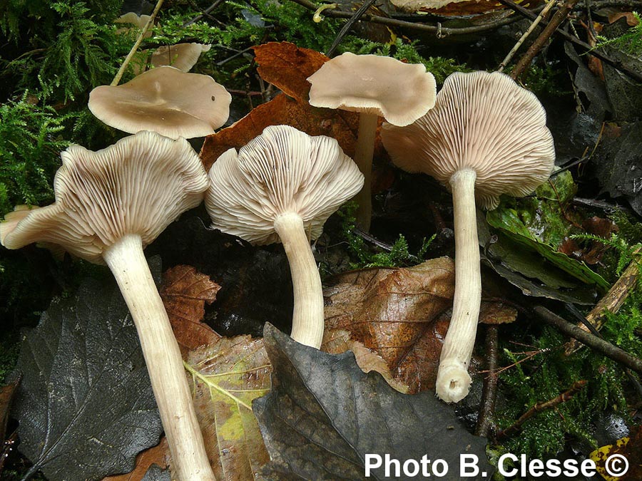 Entoloma rhodopolium f. nidorosum