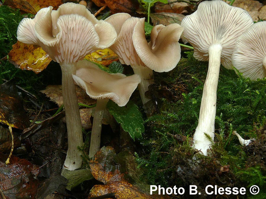 Entoloma rhodopolium f. nidorosum