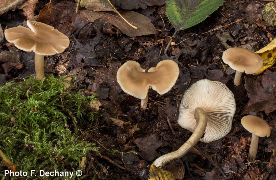 Entoloma rhodopolium